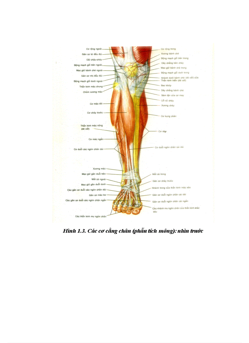 image for page Đánh giá kết quả điều trị hội chứng chèn ép khoang cẳng chân sau chấn thương tại bệnh viện việt đức từ 2003 2007