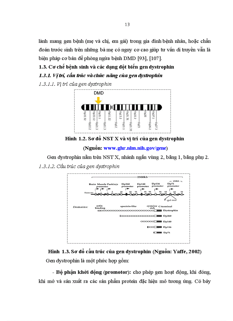 image for page Xác định đột biến mất đoạn gen dystrophin gây bệnh loạn dưỡng cơ Duchenne ở mức độ mRNA và phát hiện người lành mang gen bệnh