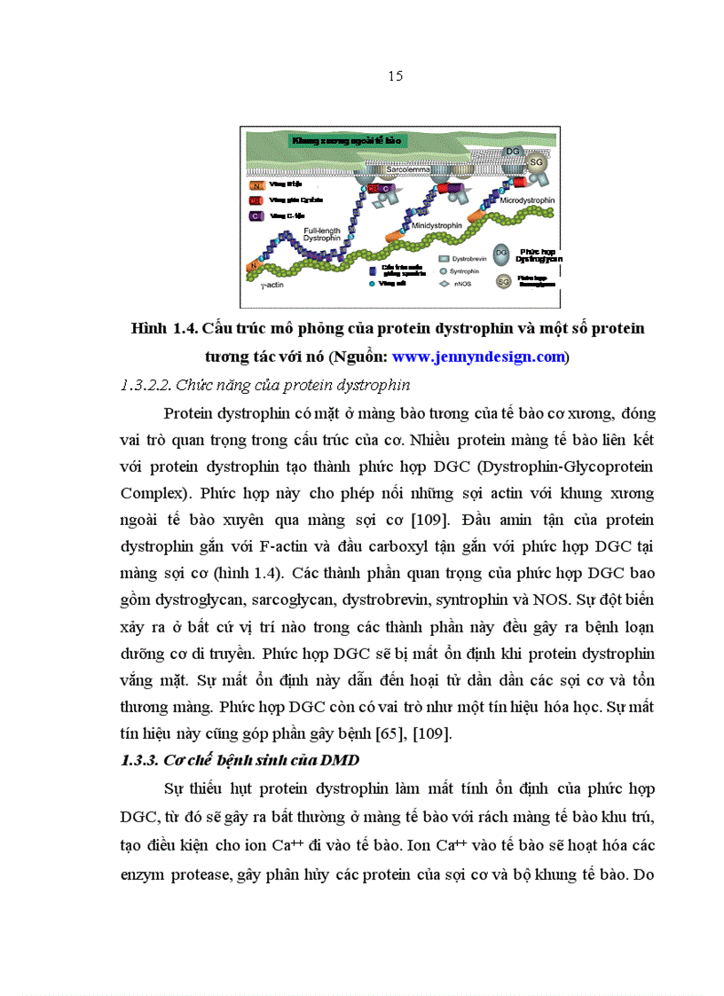 image for page Xác định đột biến mất đoạn gen dystrophin gây bệnh loạn dưỡng cơ Duchenne ở mức độ mRNA và phát hiện người lành mang gen bệnh