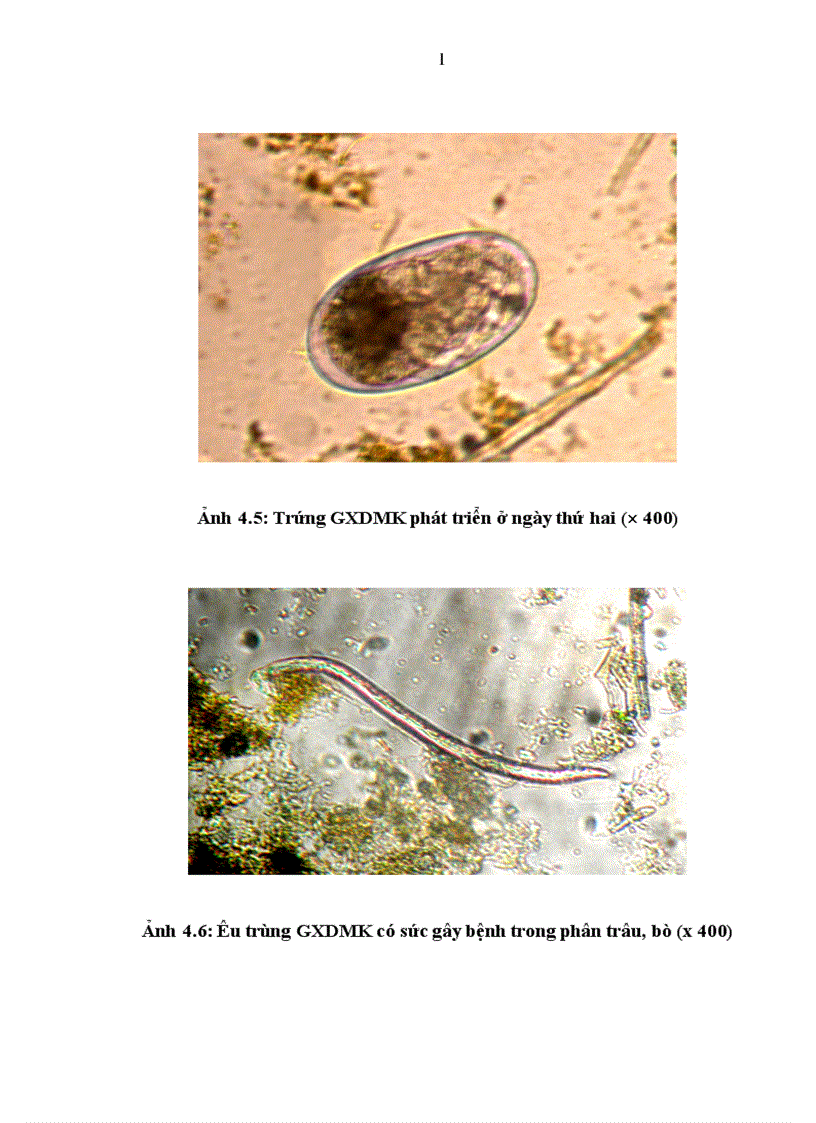 image for page Nghiên cứu sự phát triển của trứng và khả năng tồn tại của ấu trùng giun xoăn dạ múi khế ở ngoại cảnh