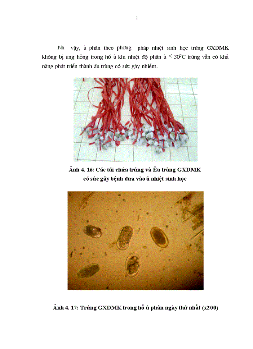 image for page Nghiên cứu sự phát triển của trứng và khả năng tồn tại của ấu trùng giun xoăn dạ múi khế ở ngoại cảnh