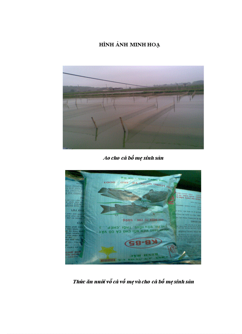 image for page Thực hiện quy trình sản xuất cá rô phi đơn tính đực 21 ngày tuổi bằng phương pháp cho ăn thức ăn trộn hoormone 17 methyltestosterone