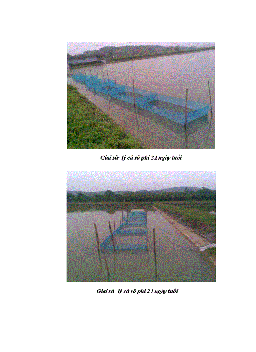 image for page Thực hiện quy trình sản xuất cá rô phi đơn tính đực 21 ngày tuổi bằng phương pháp cho ăn thức ăn trộn hoormone 17 methyltestosterone