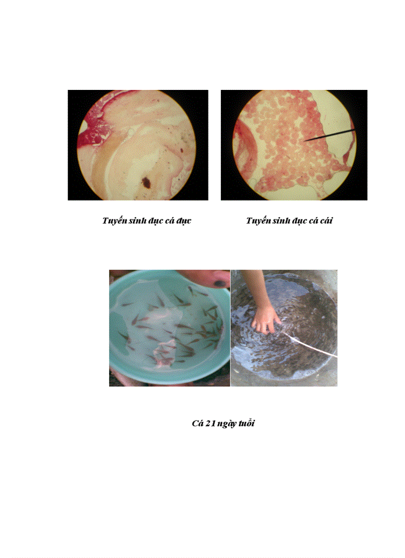 image for page Thực hiện quy trình sản xuất cá rô phi đơn tính đực 21 ngày tuổi bằng phương pháp cho ăn thức ăn trộn hoormone 17 methyltestosterone