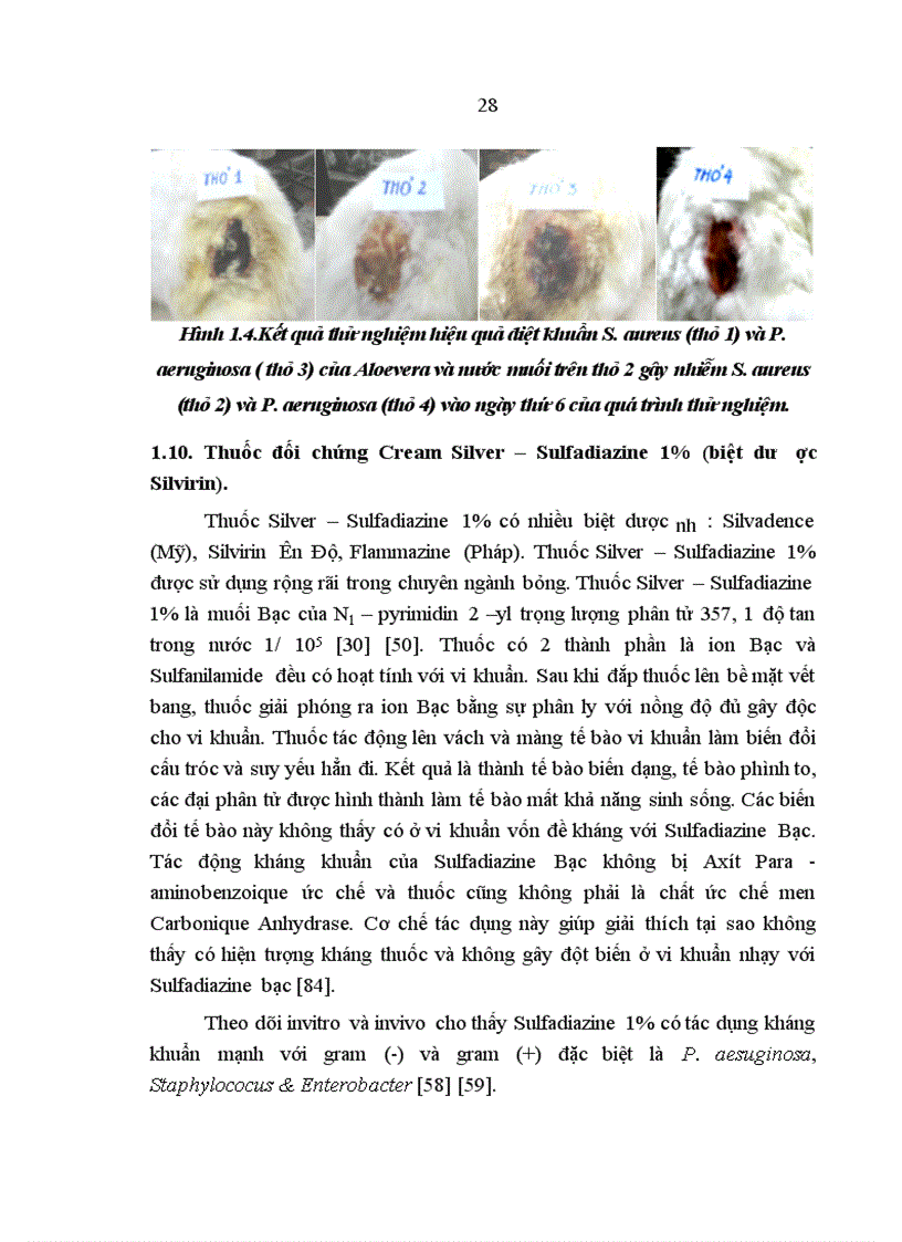 image for page Nghiên cứu hiệu quả kháng Pseudomonas aeruginosa và Staphylocous aureus của cao Lô hội trên thực nghiệm