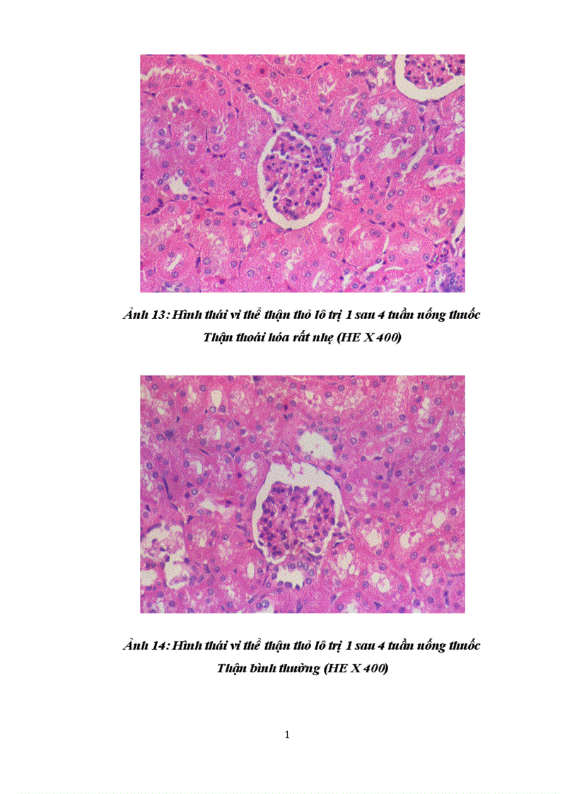 image for page Kết quả Nghiên cứu độc tính cấp và bán trường diễn của bài thuốc thân thống trục ứ thang trên thực nghiệm
