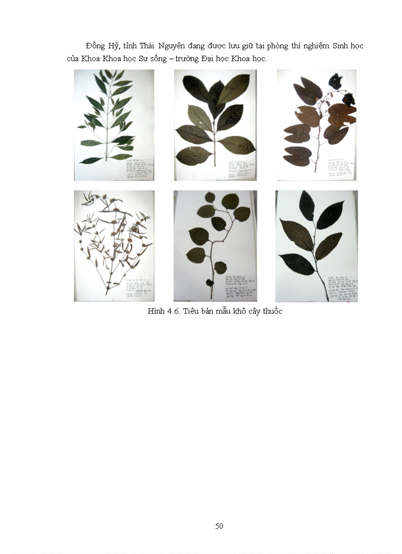 image for page Điều tra cây thuốc được sử dụng theo kinh nghiệm của đồng bào dân tộc Dao ở xã Hợp Tiến huyện Đồng Hỷ tỉnh Thái Nguyên