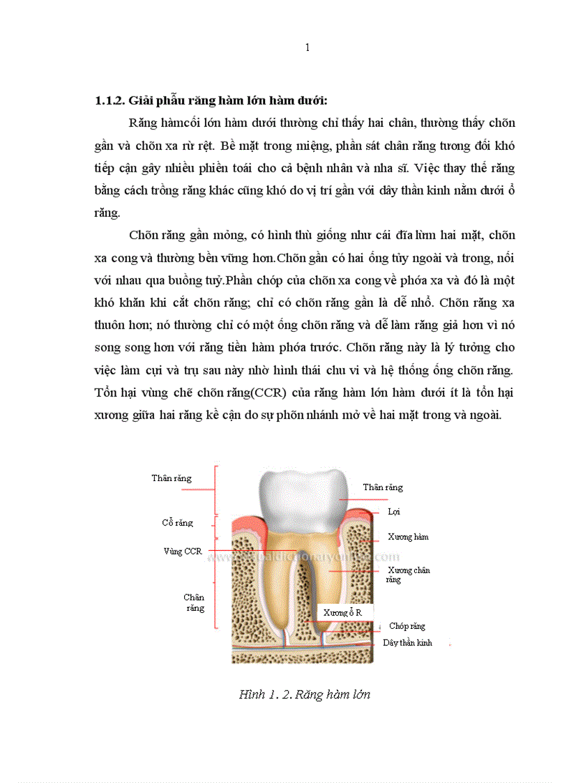 image for page Nghiên cứu cứu chẩn đoán và đánh giá kết quả điều trị không phẫu thuật tổn thương vùng chẽ chân răng hàm lớn do viêm quanh răng tại Viện Răng Hàm Mặt Quốc gia năm 2009 và kết quả điều trị