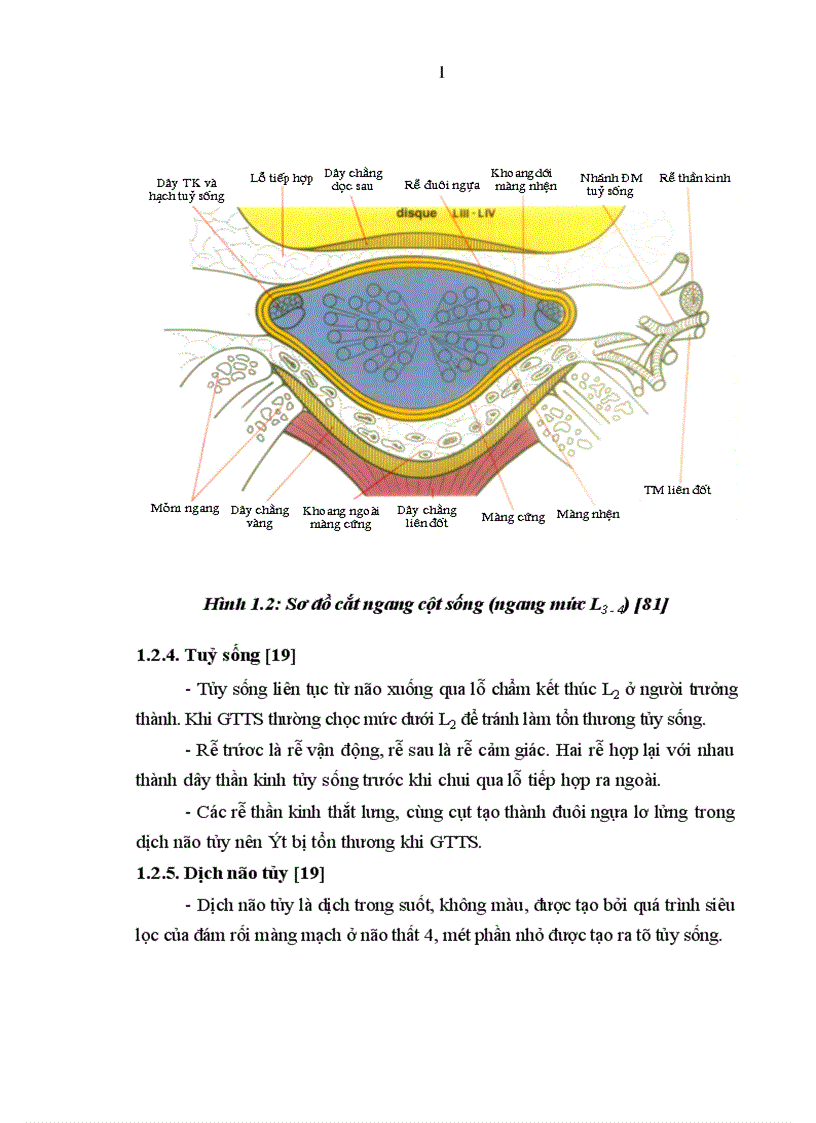 image for page So sánh tác dụng GTTS một bên với GTTS hai bên bằng bupivacain kết hợp fentanyl trong phẫu thuật chi dưới 1