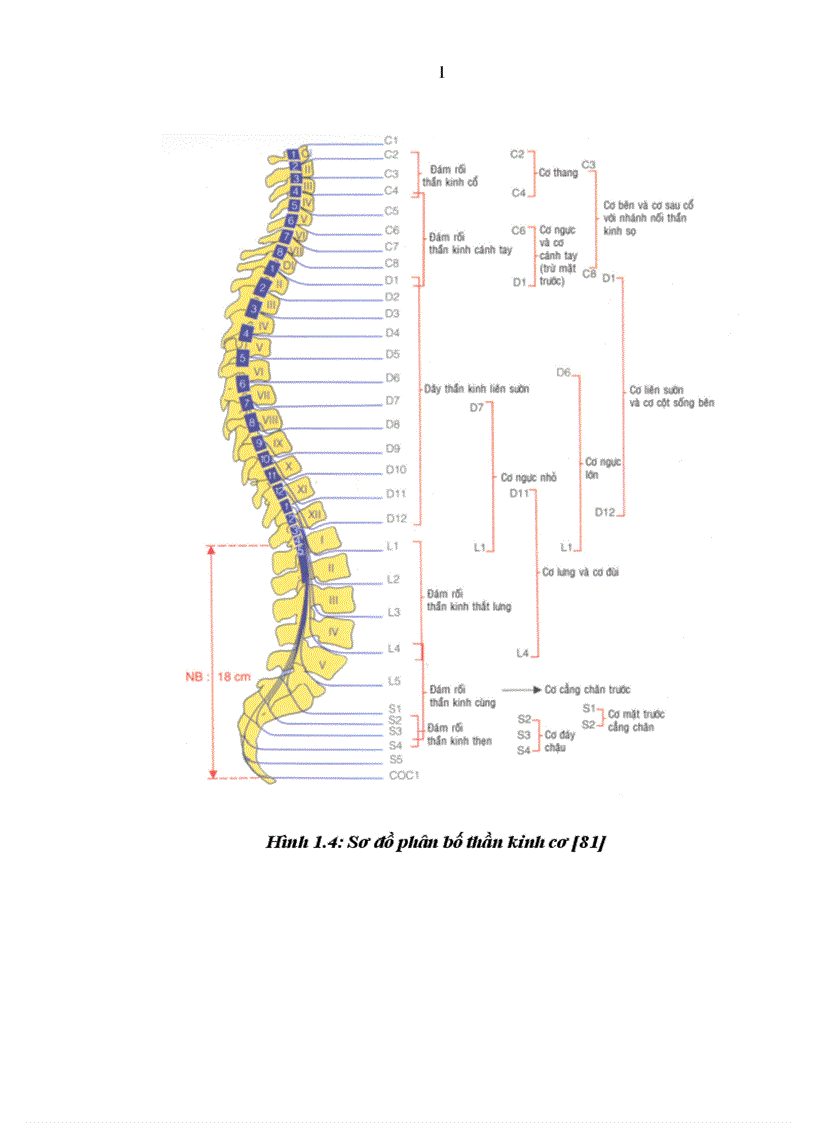 image for page So sánh tác dụng GTTS một bên với GTTS hai bên bằng bupivacain kết hợp fentanyl trong phẫu thuật chi dưới 1