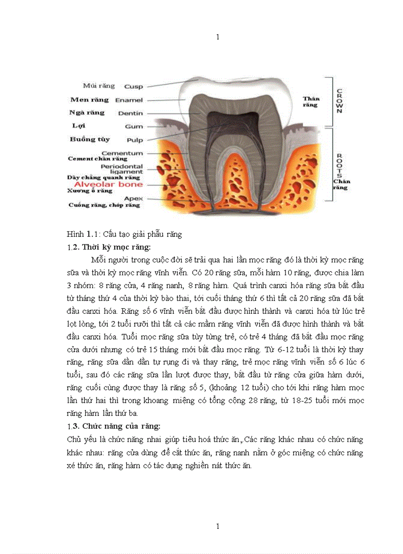 image for page Thực trạng bệnh răng miệng và các yếu tố liên quan của học sinh trường tiểu học Tam Hiệp Thanh Trì Hà Nội năm 2009