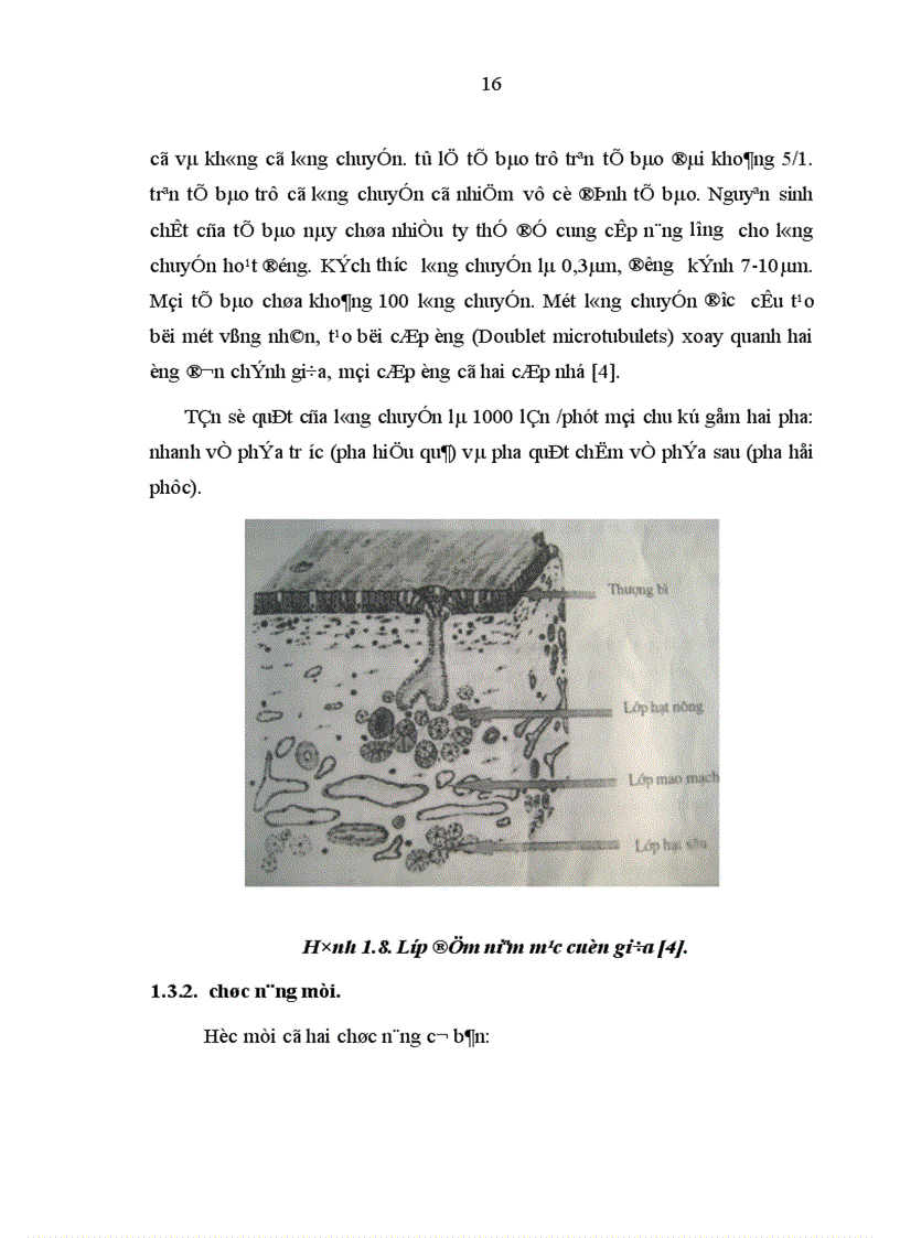 image for page Nghiên cứu hình thái lâm sàng của dị hình cuốn mũi giữa trong bệnh lý mũi xoang qua nội soi và chụp cắt lớp vi tính