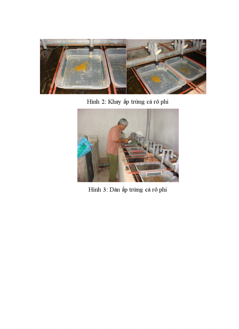 image for page áp dụng quy trình chuyển đổi giới tính cá Rô phi bằng hormone 17a Metyltestosterol tại Trung tâm giống thuỷ sản cấp 1 Bắc Giang chuyên đề tốt nghiệp đại học Hệ đào tạo