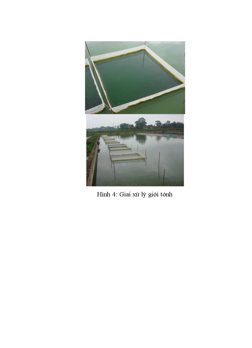 image for page áp dụng quy trình chuyển đổi giới tính cá Rô phi bằng hormone 17a Metyltestosterol tại Trung tâm giống thuỷ sản cấp 1 Bắc Giang chuyên đề tốt nghiệp đại học Hệ đào tạo