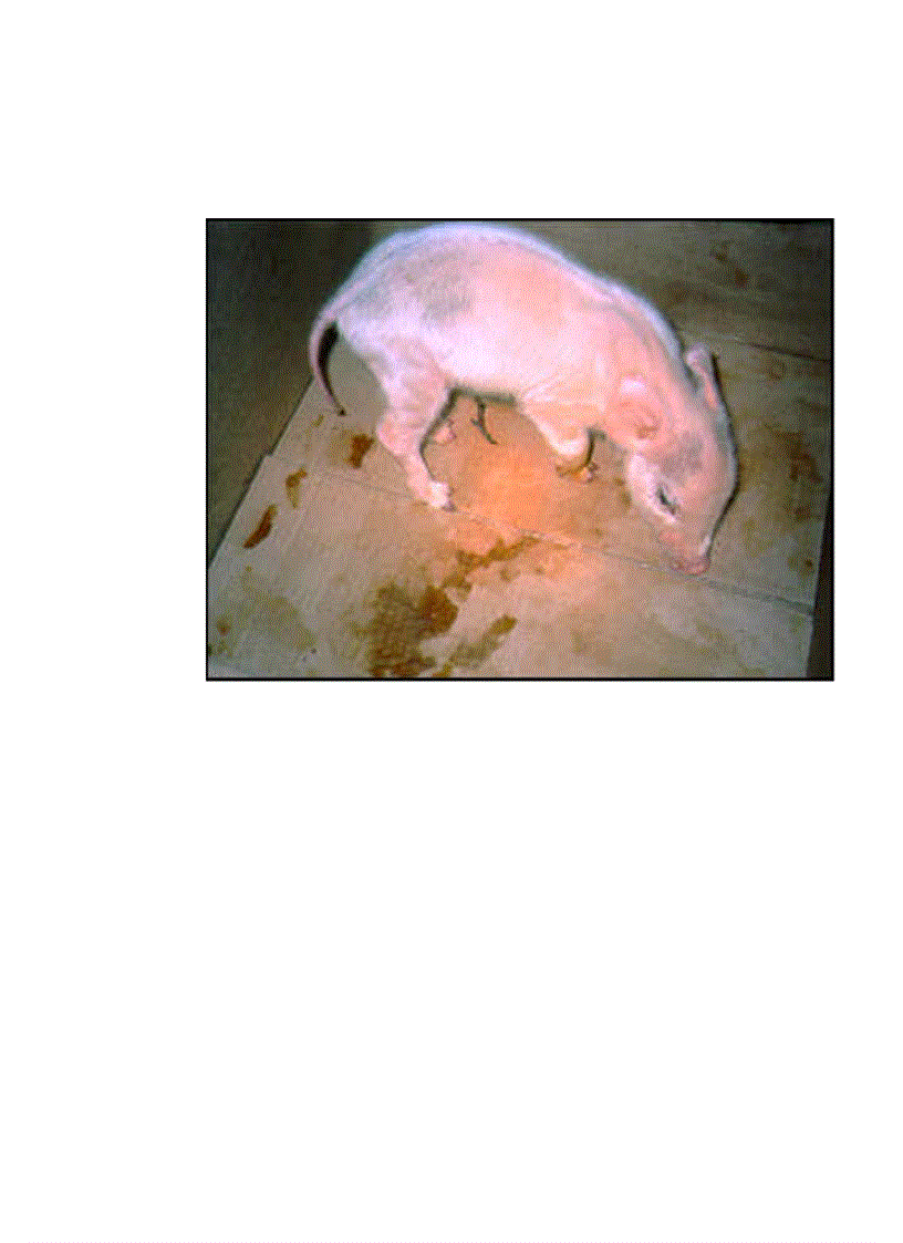 image for page Áp dụng một số biện pháp phòng trị bệnh phân trắng lợn con nuôi trong nông hộ ở một số xã thuộc huyện Tam Dương tỉnh Vĩnh Phúc