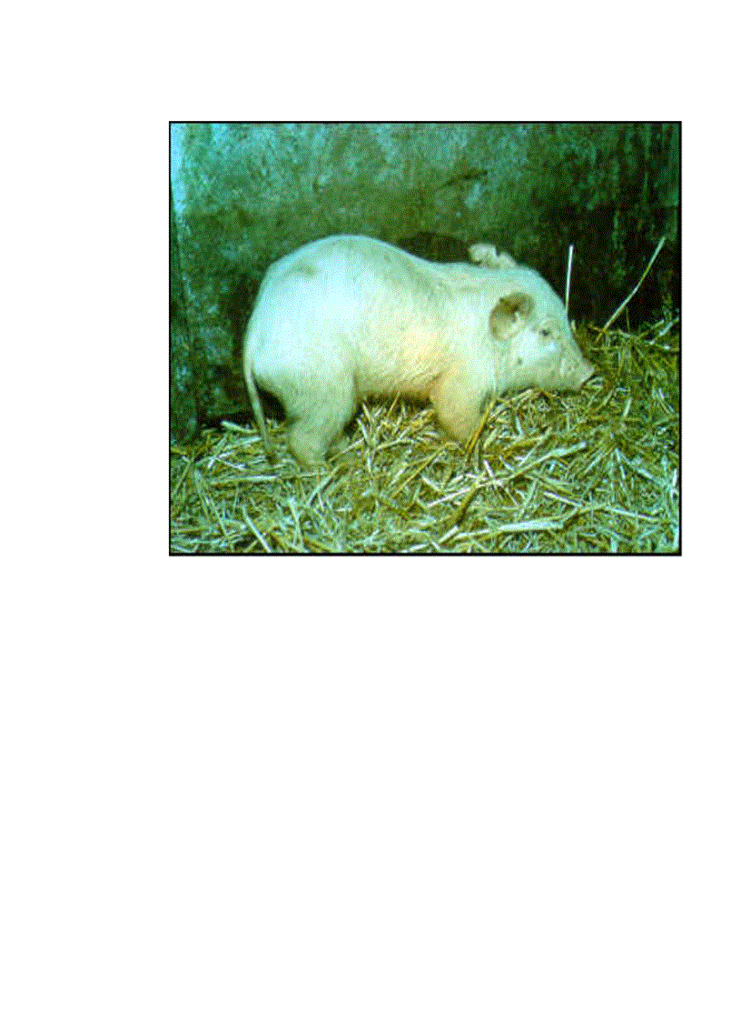 image for page Áp dụng một số biện pháp phòng trị bệnh phân trắng lợn con nuôi trong nông hộ ở một số xã thuộc huyện Tam Dương tỉnh Vĩnh Phúc