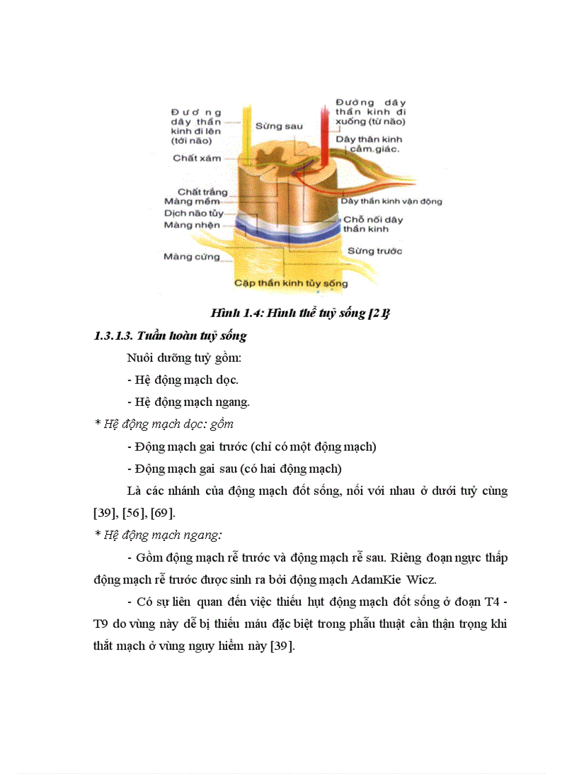 image for page Đánh giá kết quả điều trị phẫu thuật chấn thương cột sống ngực bằng phương pháp bắt vít qua cuống tại Bệnh viện Việt Đức 1