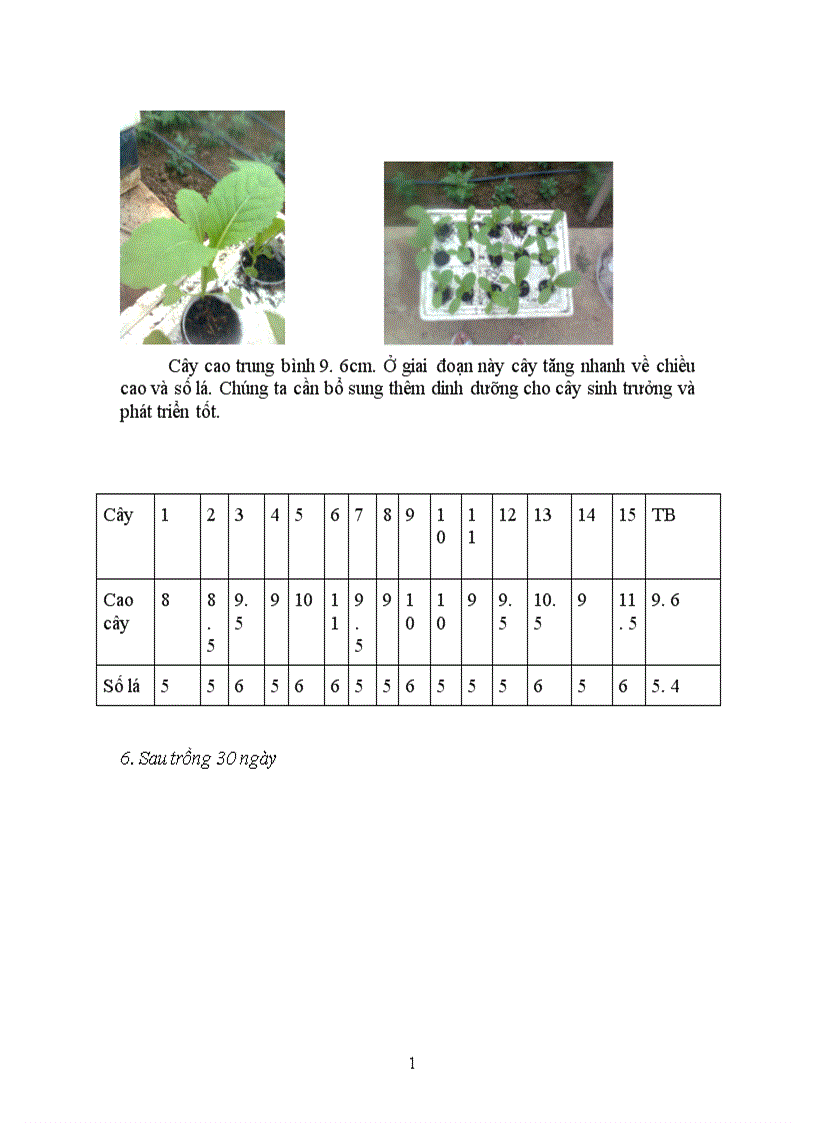 image for page Các loại hình thuỷ canh chính