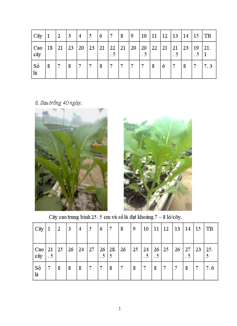 image for page Các loại hình thuỷ canh chính