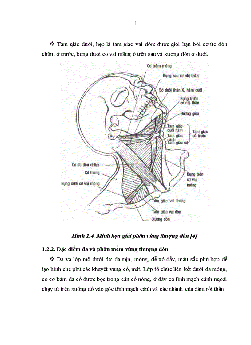 image for page Nghiên cứu đặc điểm giải phẫu và ứng dụng vạt da cân thượng đòn trong phẫu thuật tạo hình
