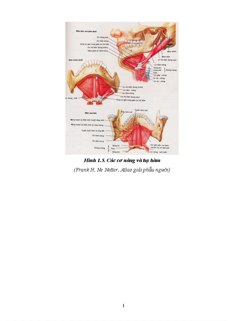 image for page Nhận xét đặc điểm lâm sàng X quang và kết quả điều trị kết hợp xương gãy hàm dưới bằng nẹp vít tự tiêu