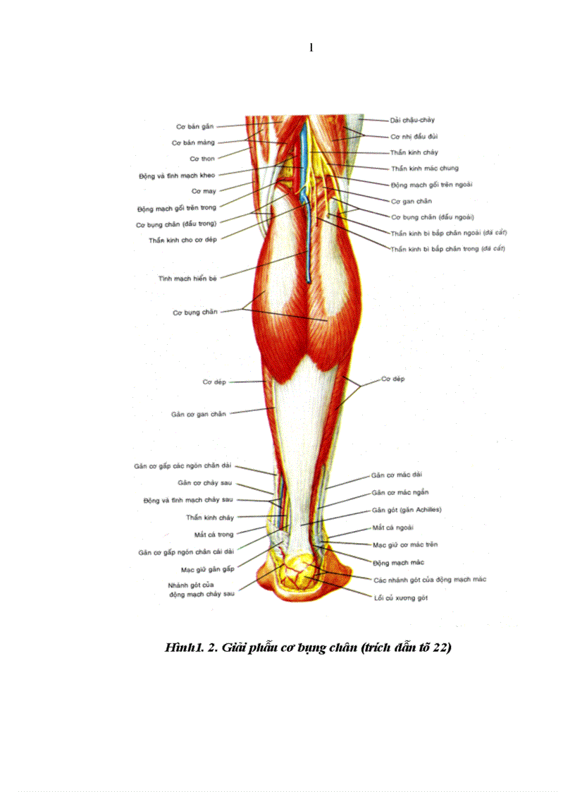 image for page Đánh giá kết quả sử dụng vạt cơ sinh đôi cuống mạch liền trong điều trị khuyết hổng xương phần mềm vùng quanh gối