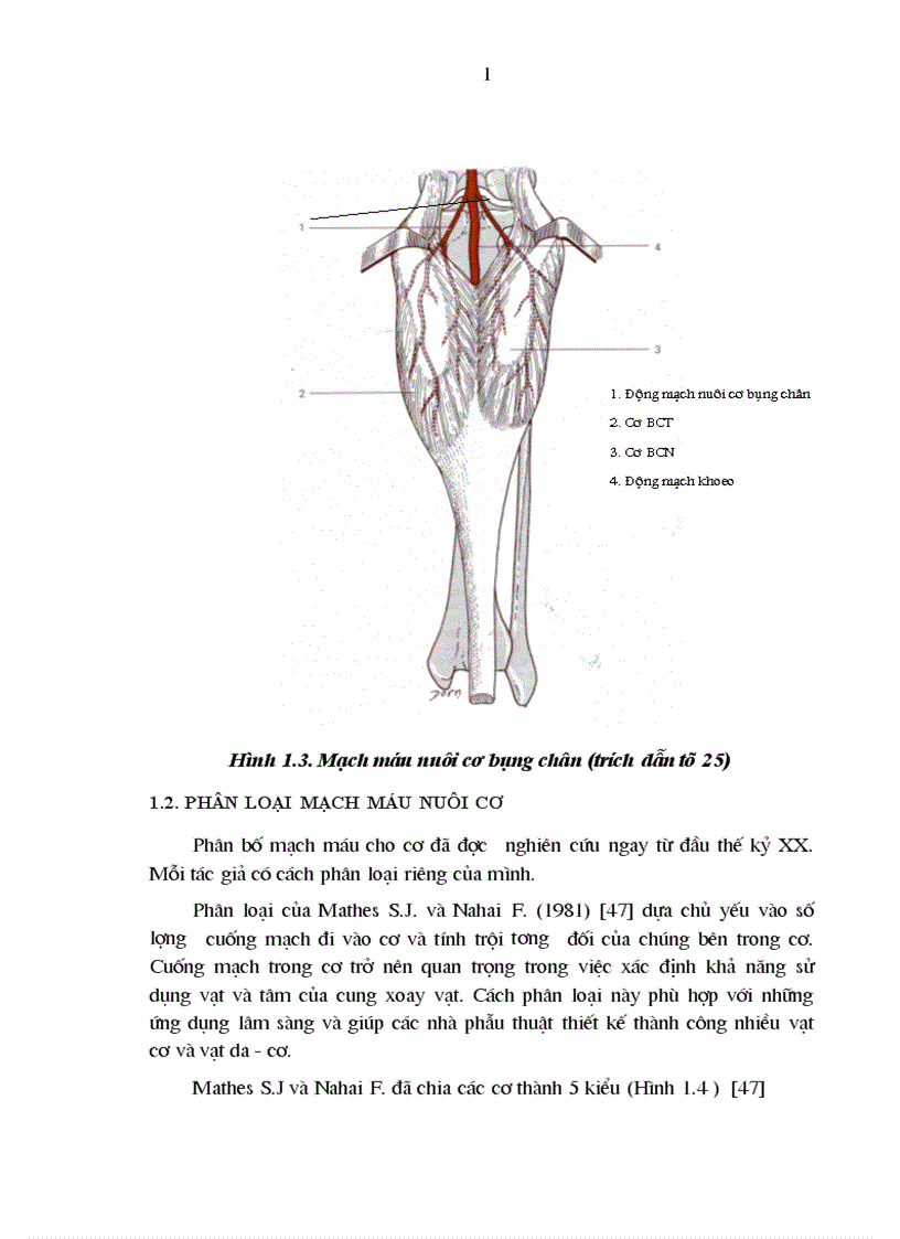 image for page Đánh giá kết quả sử dụng vạt cơ sinh đôi cuống mạch liền trong điều trị khuyết hổng xương phần mềm vùng quanh gối