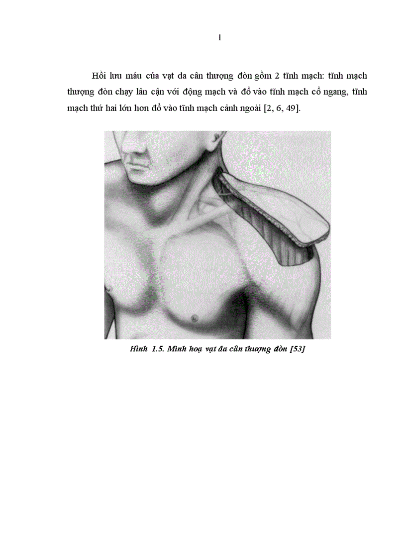 image for page Nghiên cứu đặc điểm giải phẫu và ứng dụng vạt da cân thượng đòn trong phẫu thuật tạo hình 1
