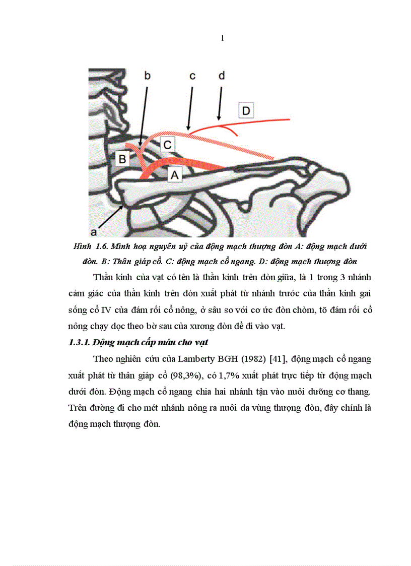 image for page Nghiên cứu đặc điểm giải phẫu và ứng dụng vạt da cân thượng đòn trong phẫu thuật tạo hình 1