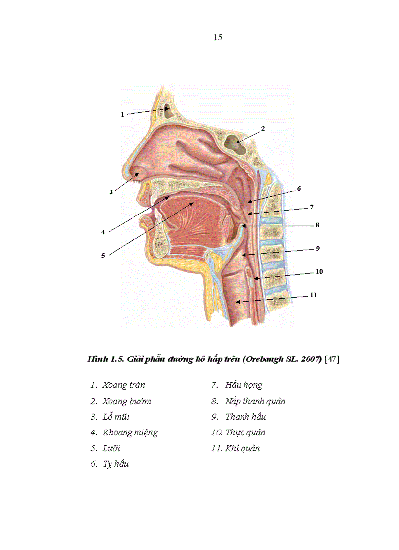 image for page Nghiên cứu áp dụng Combitube để kiểm soát đường thở trong xử trí ngừng tuần hoàn tại Khoa Cấp cứu Bệnh viện Bạch Mai