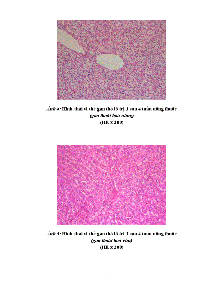 image for page Kết quả thử độc tính cấp và bán trường diễn của cao khô vương tôn