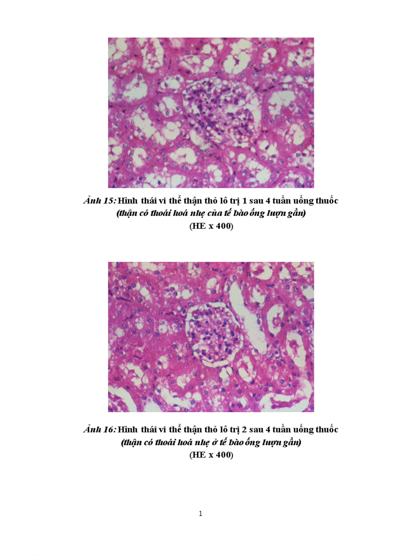 image for page Kết quả thử độc tính cấp và bán trường diễn của cao khô vương tôn