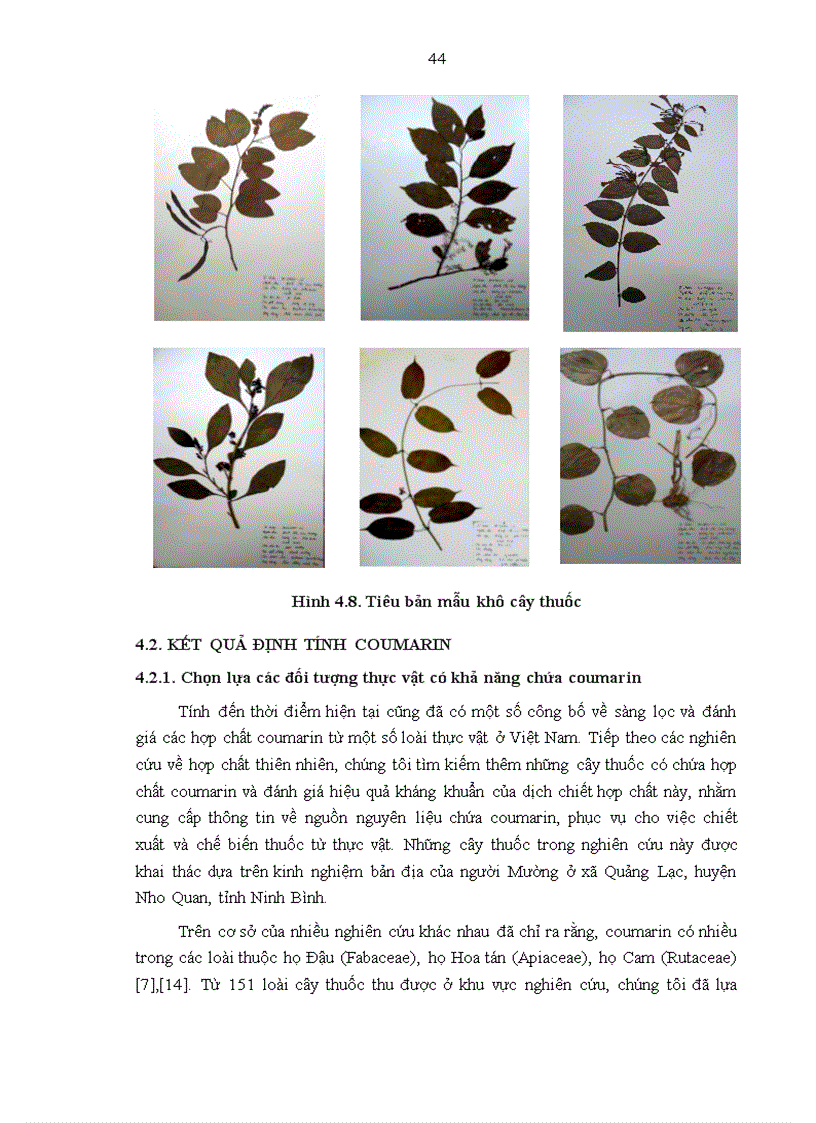 image for page Nghiên cứu tính đa dạng nguồn gen cây thuốc được sử dụng theo kinh nghiệm bản địa của người Mường ở xã Quảng Lạc huyện Nho Quan tỉnh Ninh Bình