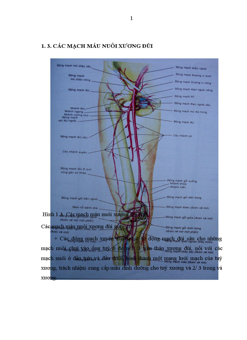 image for page Đánh giá kết quả điều trị gãy kín thân xương đùi ở người lớn bằng nẹp vít tại bệnh viện Việt Đức trong 2 năm 2004 2005 1