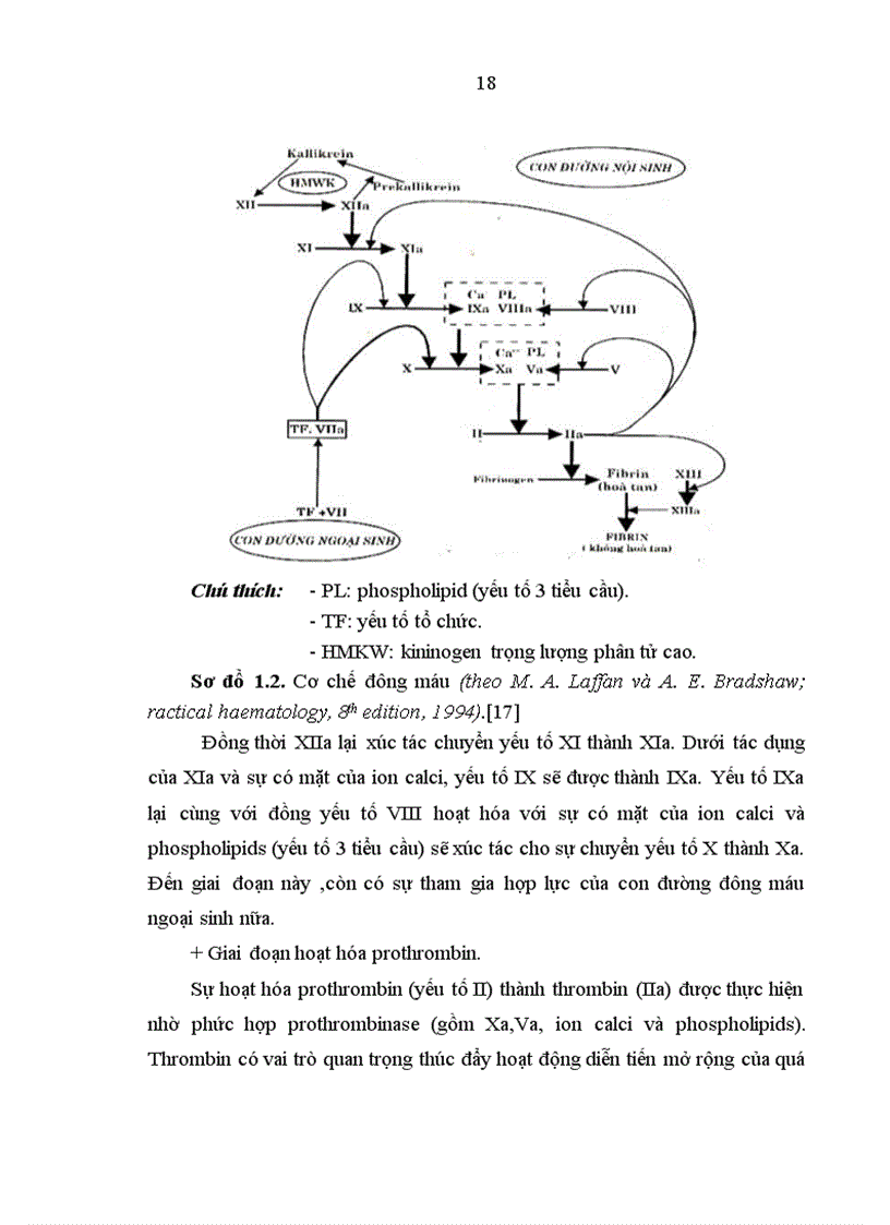 image for page Nghiên cứu Đặc điểm đông máu ở bệnh nhân ung thư gan nguyên phát điều trị tại trung tâm y học hạt nhân ung bướu bệnh viện bạch mai