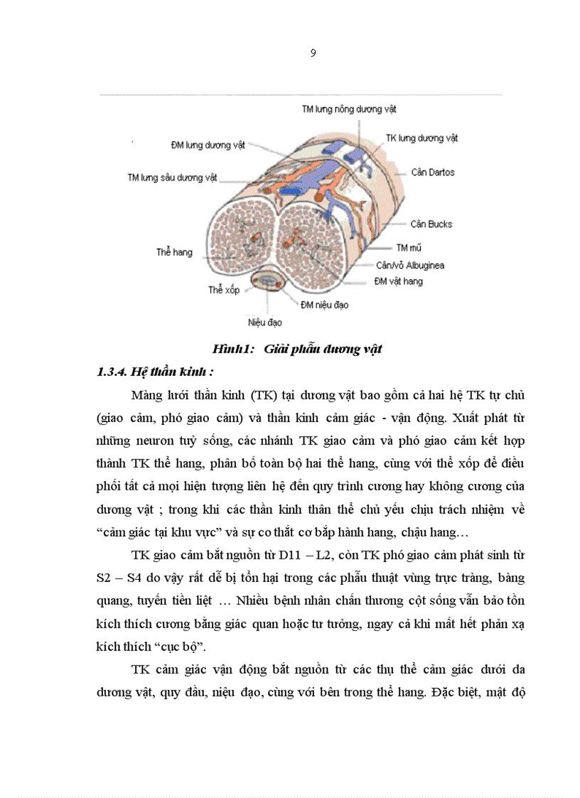 image for page Nghiên cứu tình trạng rối loạn cương dương ở bệnh nhân đái tháo đường type 2 ngoại trú tại bệnh viện Bạch Mai