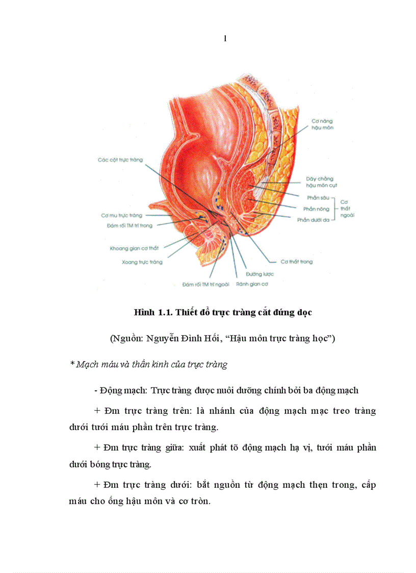 image for page Nghiên cứu mối liên quan giữa khối u với mức độ xâm lấn vào mạc treo của ung thư trực tràng