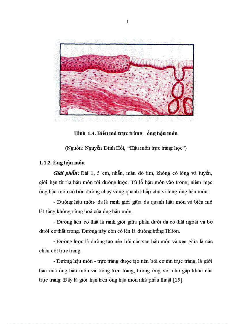 image for page Nghiên cứu mối liên quan giữa khối u với mức độ xâm lấn vào mạc treo của ung thư trực tràng