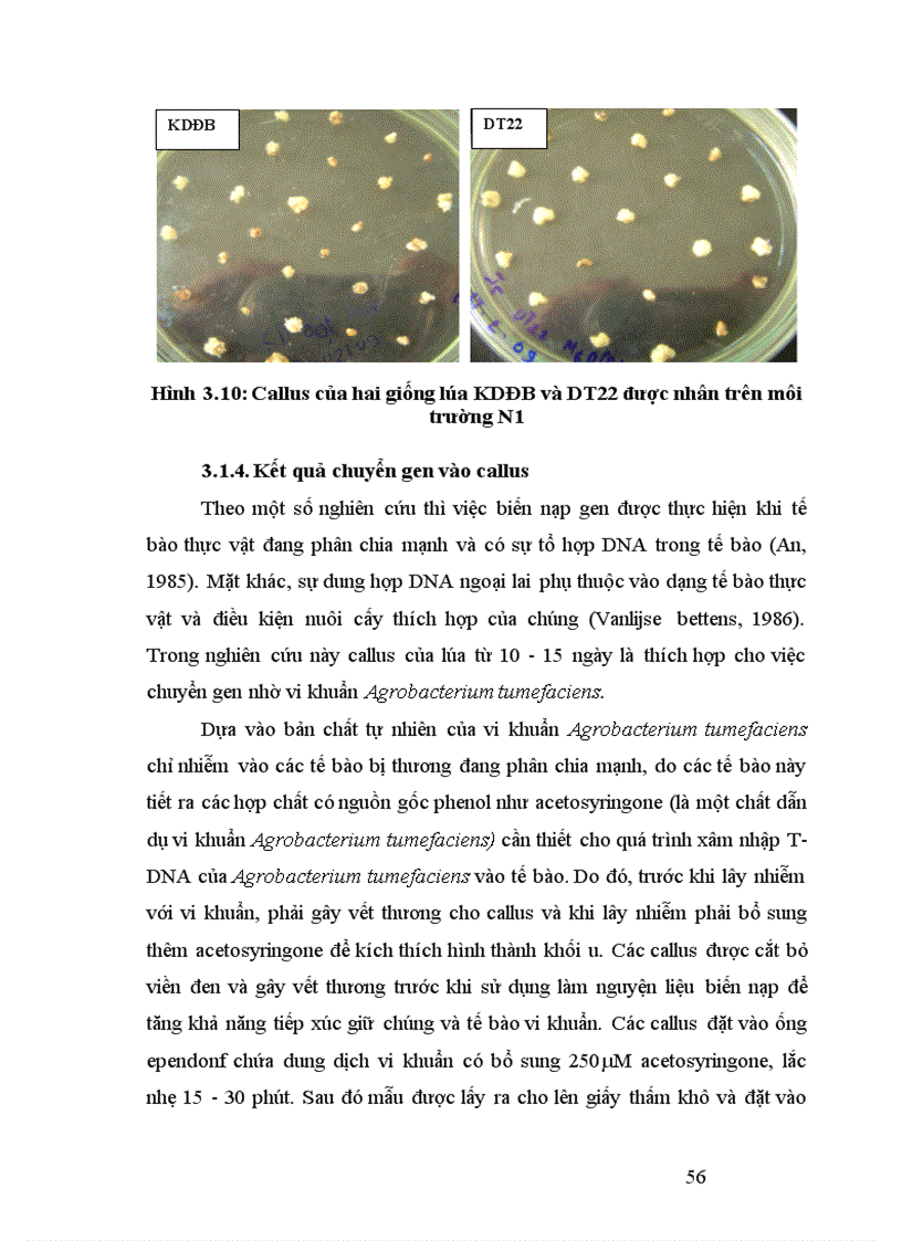 image for page Nghiên cứu tạo cây lúa chuyển gen Chitinase kháng bệnh đạo ôn nhờ vi khuẩn Agrobacterium tumefaciens 1