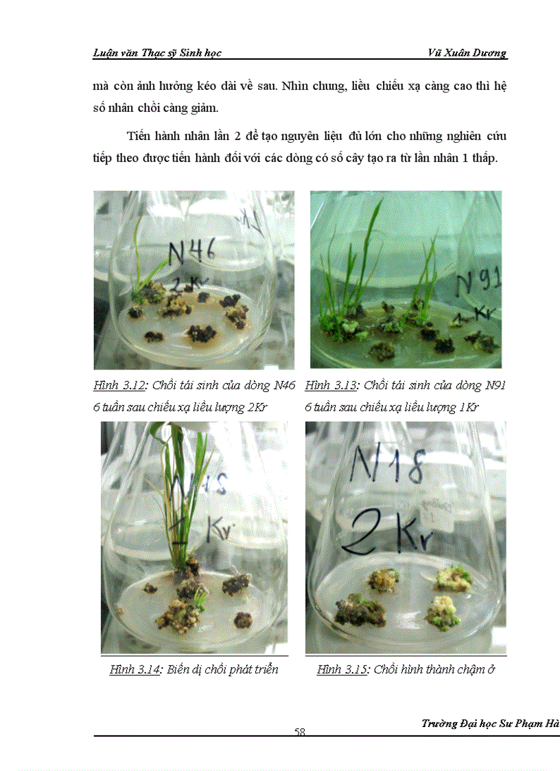 image for page Nghiên cứu ảnh hưởng của liều chiếu xạ tia gamma nguồn Co60 vào giai đoạn callus và giai đoạn hạt nảy mầm của một số dòng lúa có triển vọng 1
