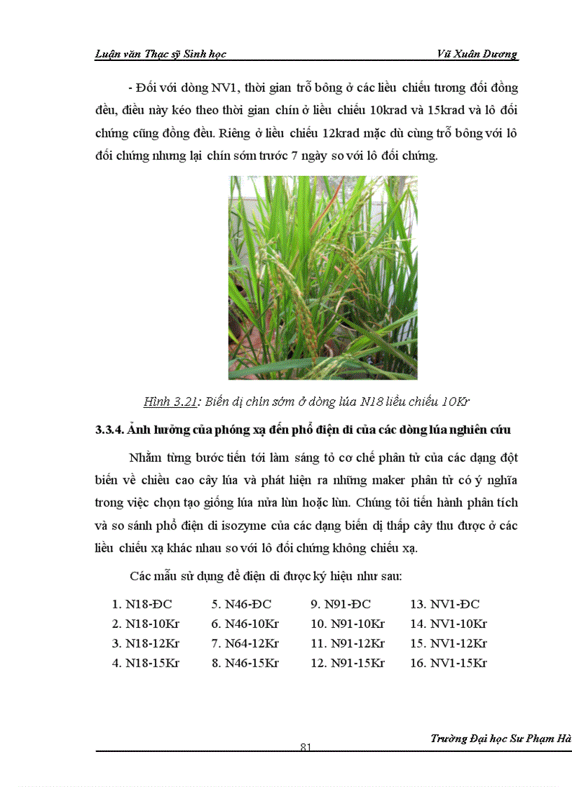 image for page Nghiên cứu ảnh hưởng của liều chiếu xạ tia gamma nguồn Co60 vào giai đoạn callus và giai đoạn hạt nảy mầm của một số dòng lúa có triển vọng 1