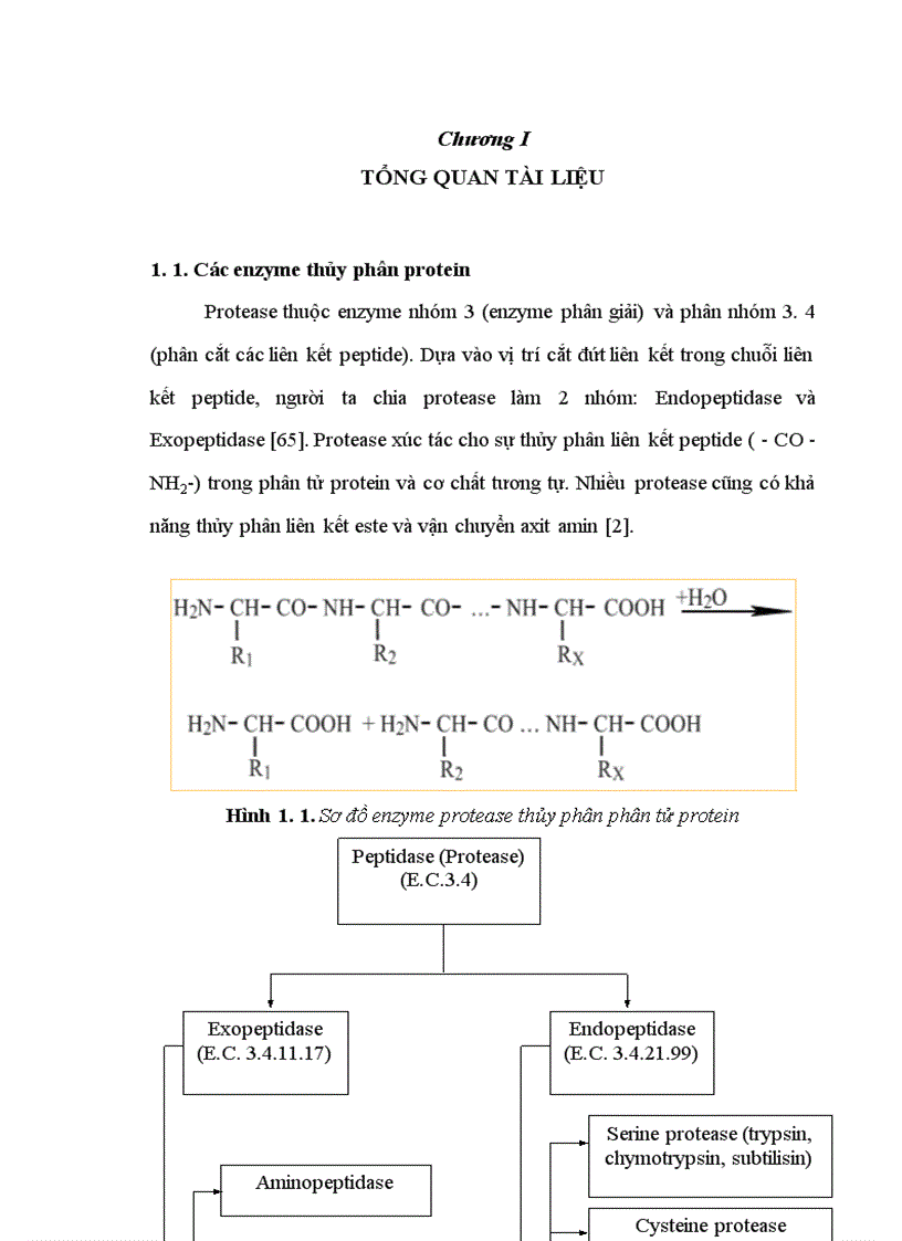 image for page Tuyển chọn chủng Bacillus từ rừng ngập mặn sinh mạnh protease kiềm và bước đầu định hướng ứng dụng