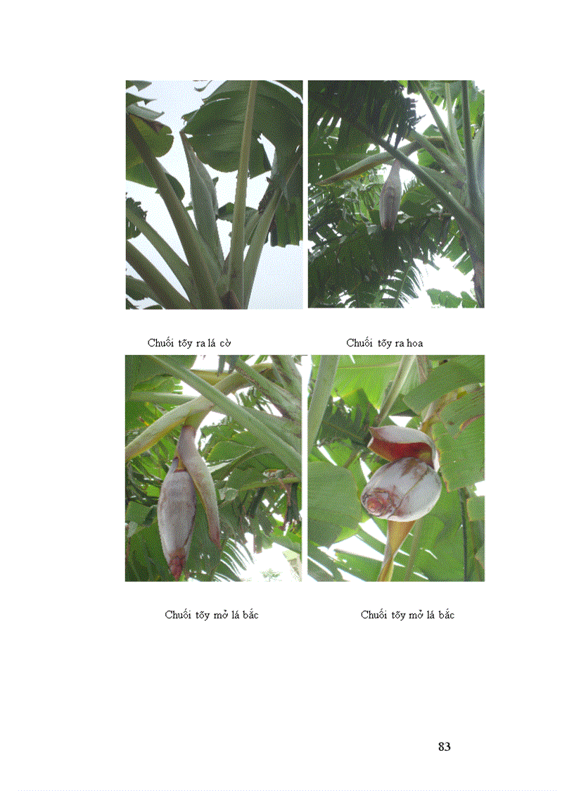 image for page Nghiên cứu động thái một số chỉ tiêu sinh lý hoá sinh theo tiến trình sinh trưởng phát triển của quả chuối tây tại huyện Thanh Trì Hà Nội 1