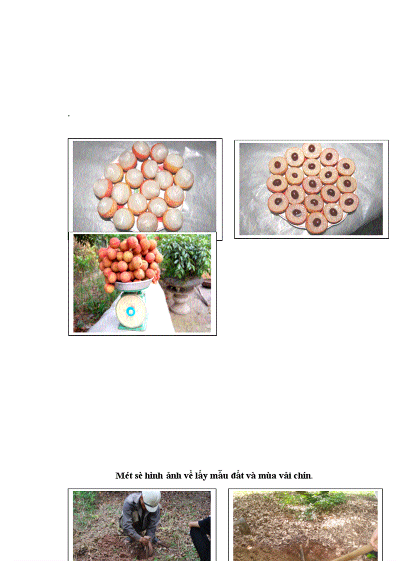 image for page Nghiên cứu ảnh hưởng của một số nhân tố sinh thái tới năng suất và chất lượng của cây vải thiều litchichinensis Sonn 1