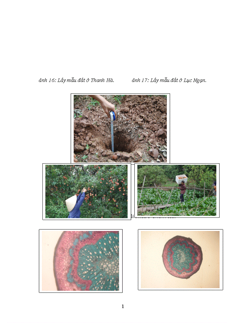 image for page Nghiên cứu ảnh hưởng của một số nhân tố sinh thái tới năng suất và chất lượng của cây vải thiều litchichinensis Sonn 1