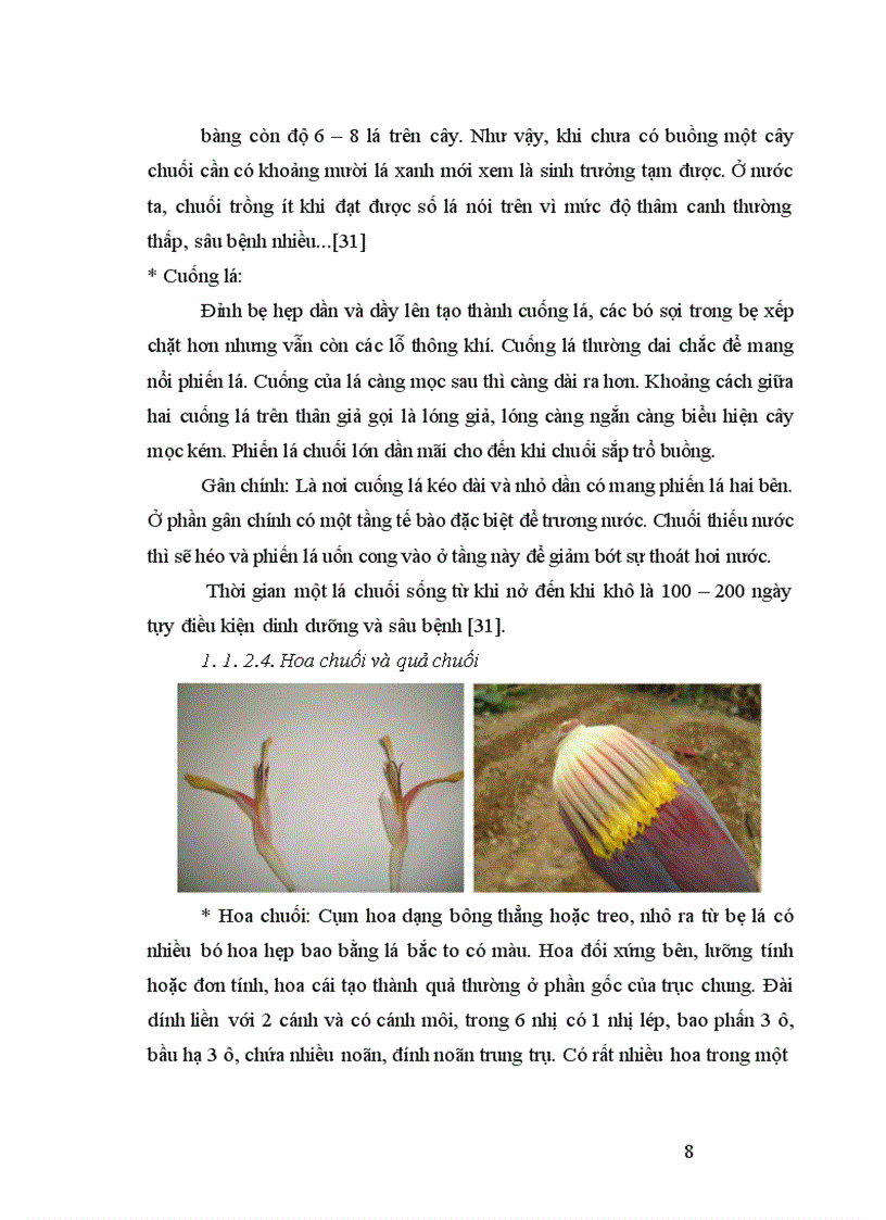 image for page Nghiên cứu động thái một số chỉ tiêu sinh lý hoá sinh theo tiến trình sinh trưởng phát triển của quả chuối tây tại huyện Thanh Trì Hà Nội 1