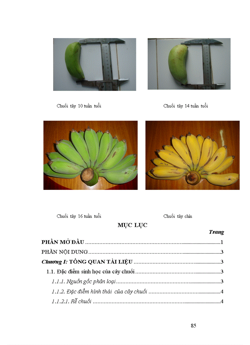 image for page Nghiên cứu động thái một số chỉ tiêu sinh lý hoá sinh theo tiến trình sinh trưởng phát triển của quả chuối tây tại huyện Thanh Trì Hà Nội 1