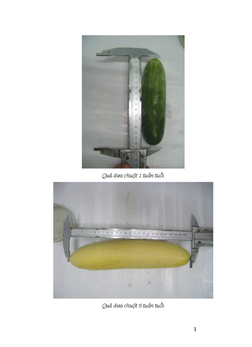 image for page Động thái một số chỉ tiêu sinh li hóa sinh theo tiến trình phát triển của quả dưa chuột Cucumis sativus L tại Sóc Sơn Hà Nội 1