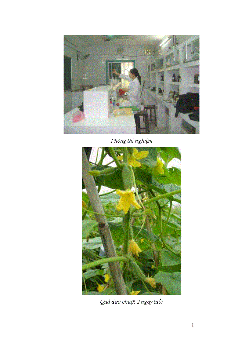 image for page Động thái một số chỉ tiêu sinh li hóa sinh theo tiến trình phát triển của quả dưa chuột Cucumis sativus L tại Sóc Sơn Hà Nội 1