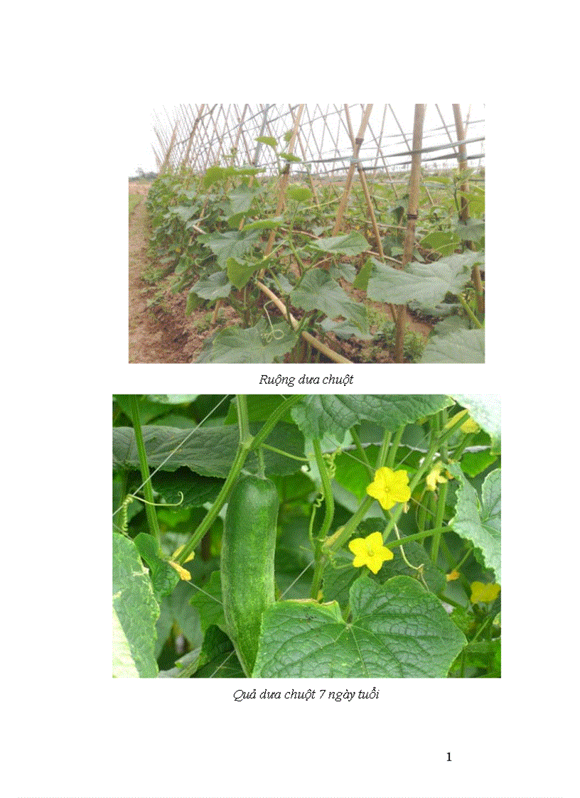 image for page Động thái một số chỉ tiêu sinh li hóa sinh theo tiến trình phát triển của quả dưa chuột Cucumis sativus L tại Sóc Sơn Hà Nội 1